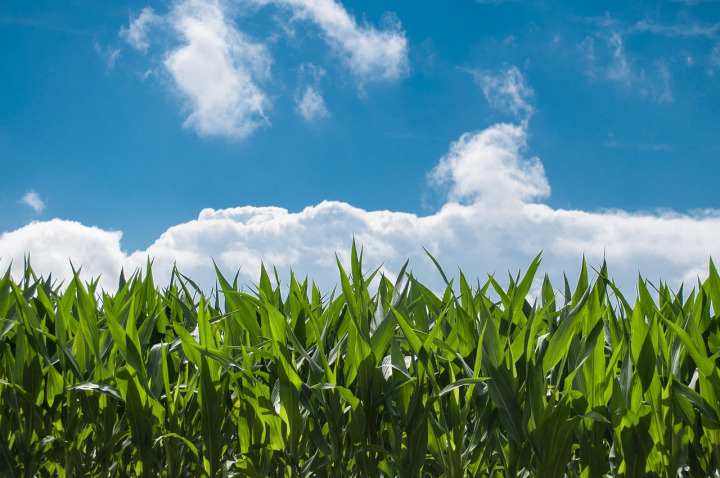 Fodder & Feed Crops - maize and forage