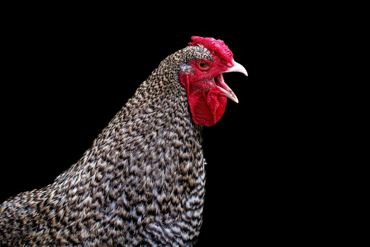 Poultry unit - KARI Improved Kienyeji