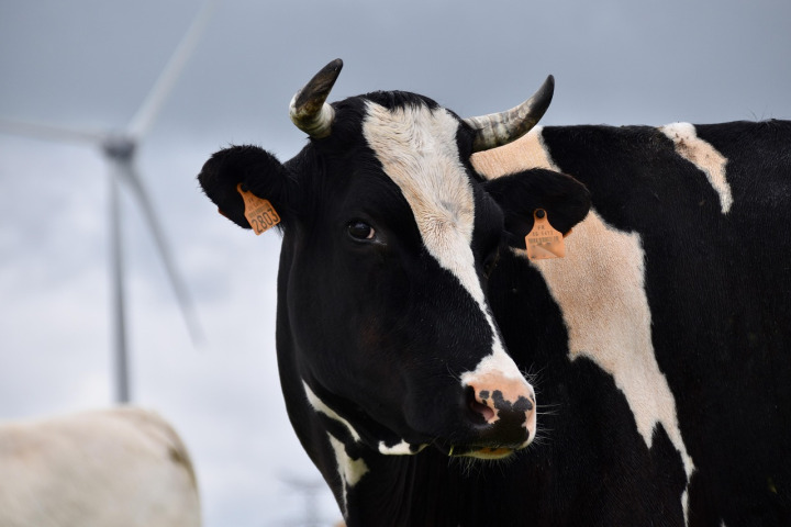 Dairy unit - Friesian Holstein cattle
