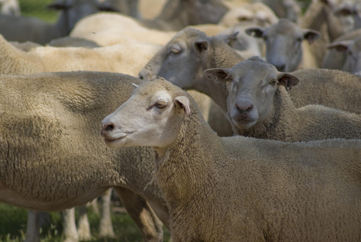 Sheep unit - Dorper and Hampshire Down